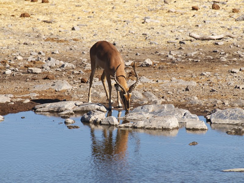 Etosha National Park, Impala